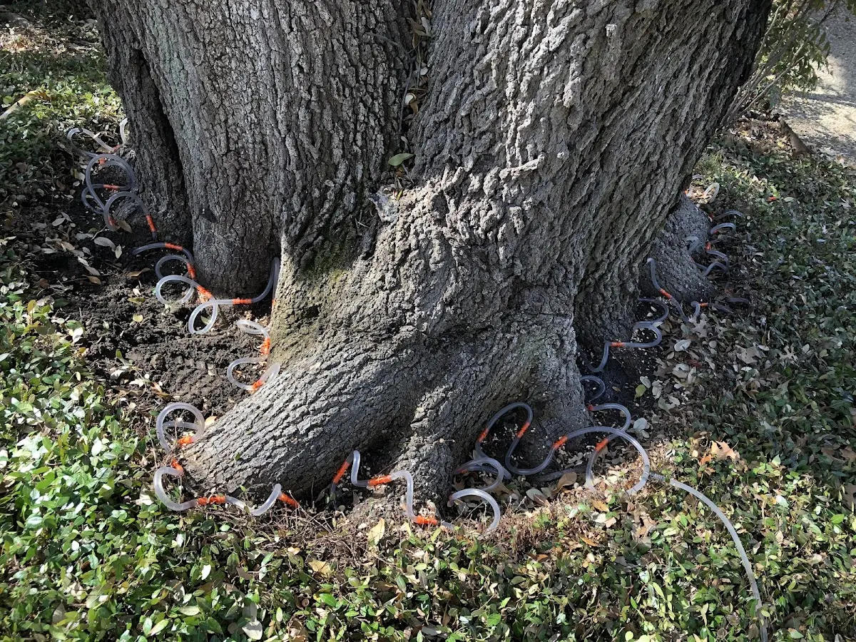 Detailed Tree Cabling and Bracing job site in Three Forks